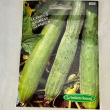 Load image into Gallery viewer, 96-CHINESE-CUCMBER