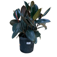 Load image into Gallery viewer, Ficus - Burgundy - Rubber Plant