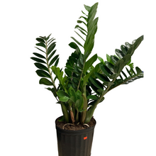 Load image into Gallery viewer, Eternity Plant