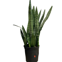 Load image into Gallery viewer, Snake Plant