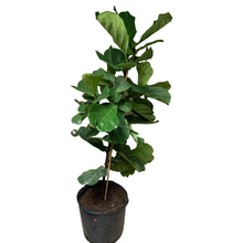 Load image into Gallery viewer, Ficus - Lyrata Bush