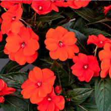 Load image into Gallery viewer, Proven Winners - SunPatiens - Compact Orange