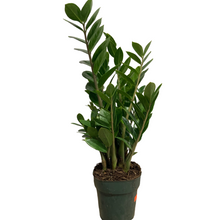 Load image into Gallery viewer, Eternity Plant