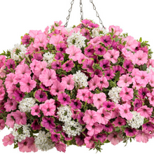 Load image into Gallery viewer, Proven Winners - Recipe - Above & Beyond