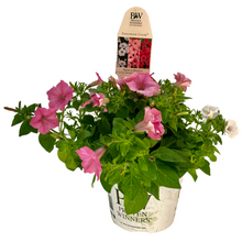 Load image into Gallery viewer, Proven Winners - Recipe - Above & Beyond