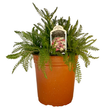 Load image into Gallery viewer, Achillea Millefolium - Summer Pastels