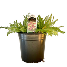 Load image into Gallery viewer, Achillea Millefolium - Summer Pastels