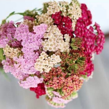 Load image into Gallery viewer, Achillea Millefolium - Summer Pastels