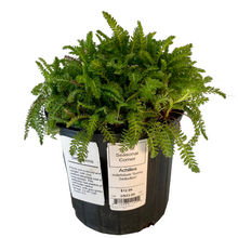Load image into Gallery viewer, Achillea - Millefolium - Sunny Seduction - Yarrow