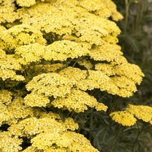 Load image into Gallery viewer, Achillea - Millefolium - Sunny Seduction - Yarrow