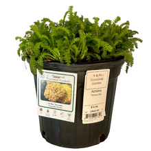 Load image into Gallery viewer, Achillea - Terracotta - Yarrow