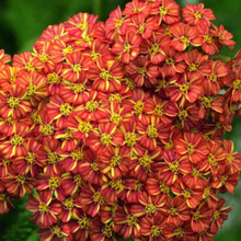 Load image into Gallery viewer, Achillea - Terracotta - Yarrow