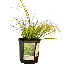 Load image into Gallery viewer, Acorus Ogon