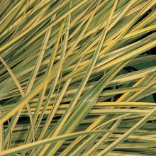 Load image into Gallery viewer, Acorus Ogon