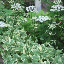 Load image into Gallery viewer, Aegopodium - Podagraia Variegatum - Snow On The Mountain