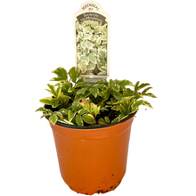 Load image into Gallery viewer, Aegopodium - Podagraia Variegatum - Snow On The Mountain