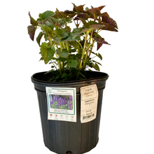 Load image into Gallery viewer, Agastache - Black Adder