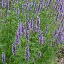 Load image into Gallery viewer, Agastache - Black Adder