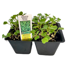 Load image into Gallery viewer, Arugula Plant