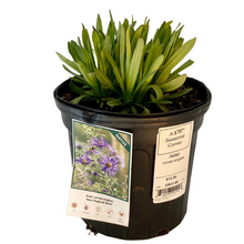Load image into Gallery viewer, Aster - Novae Angliae