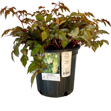 Load image into Gallery viewer, Astilbe - Bridal Veil