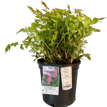 Load image into Gallery viewer, Astilbe - Chinensis - Vision In Pink