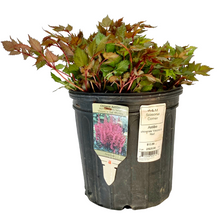 Load image into Gallery viewer, Astilbe - Chinensis - Vision In Red