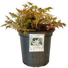 Load image into Gallery viewer, Astilbe - Deutschland