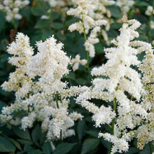 Load image into Gallery viewer, Astilbe - Deutschland