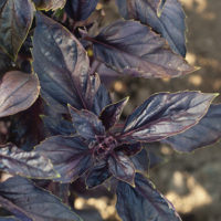 Load image into Gallery viewer, Savor - Herbs - Basil Red Wine Vinegar