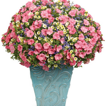 Load image into Gallery viewer, Proven Winners - Recipe - Bermuda Skies