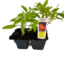 Load image into Gallery viewer, Better Boy - Tomato Plant