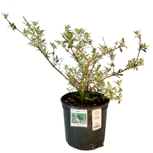 Load image into Gallery viewer, Buddleja - Dacidii - Nanho Blue - Butterfly Bush