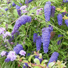 Load image into Gallery viewer, Buddleja - Dacidii - Nanho Blue - Butterfly Bush