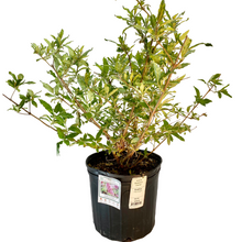 Load image into Gallery viewer, Buddleja - Pink Delight - Butterfly Bush