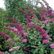 Load image into Gallery viewer, Buddleja - Pink Delight - Butterfly Bush