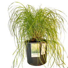 Load image into Gallery viewer, Calamagrostis - Korean Feather Reed Grass