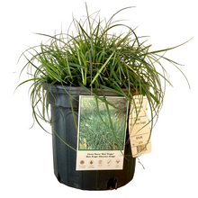 Load image into Gallery viewer, Carex - Blue Zinger