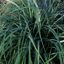 Load image into Gallery viewer, Carex - Blue Zinger