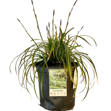 Load image into Gallery viewer, Carex - Morrowii Ice Dance