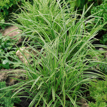 Load image into Gallery viewer, Carex - Morrowii Ice Dance