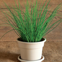 Load image into Gallery viewer, Savor - Herbs - Chives Bakes Potatoe