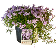 Load image into Gallery viewer, Creeping Phlox - Emeralds Cushion