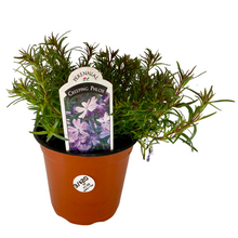 Load image into Gallery viewer, Creeping Phlox - Emeralds Cushion