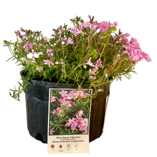 Load image into Gallery viewer, Creeping Phlox - Ronsdorfer Beauty