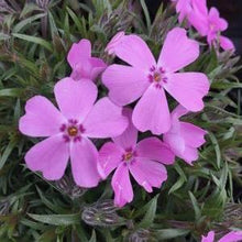 Load image into Gallery viewer, Creeping Phlox - Ronsdorfer Beauty