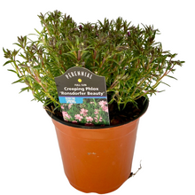 Load image into Gallery viewer, Creeping Phlox - Ronsdorfer Beauty