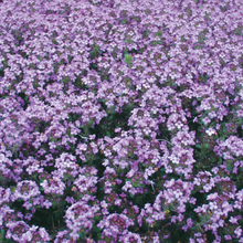 Load image into Gallery viewer, Creeping - Thyme - Elfin 1 qt.