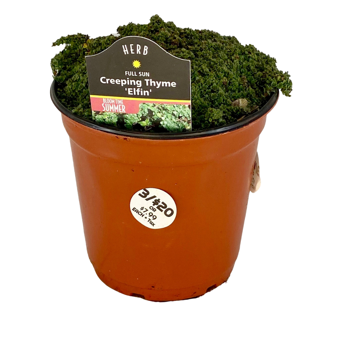 Creeping Thyme Elfin 1 qt. A&M Seasonal Corner