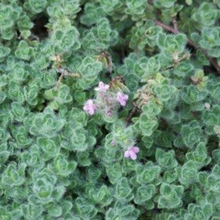 Load image into Gallery viewer, Creeping Thyme - Pseudolanginosus